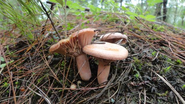 云南野生菌最全攻略，昆明這些地方盛產(chǎn)野生菌你知道幾個 