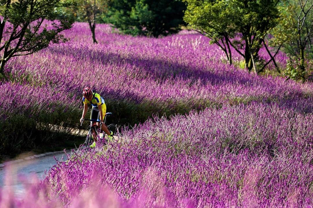 賞花踏青、網(wǎng)紅樂園、休閑度假…這5個地方讓你的周末嗨起來！