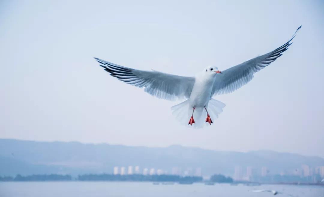 海鷗為何鐘愛(ài)春城？因?yàn)槔ッ魅藶樗隽诉@些事    昆明傳媒公司