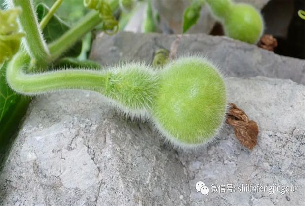 路南民間歌謠：小小葫蘆開(kāi)白花