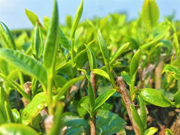 云南旅游,云南旅行社,云南團建公司,云南會議公司,云南策劃公司,昆明旅游,昆明旅行社,昆明團建公司,昆明策劃公司：赴一場山間茶事，到安寧采茶去！