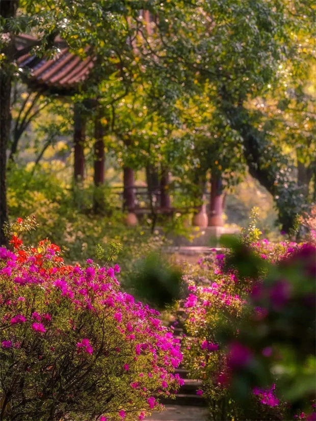 云南旅游,云南旅行社,云南團建公司,云南策劃公司,云南會議執行,云南會議會展,昆明旅游,昆明旅行社,昆明團建公司,昆明策劃公司,昆明會議執行：超全！只有看過昆明這些地方的花開如爆，你才明白為什么她被稱為“花中西施”~