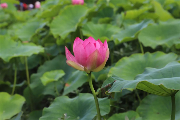 云南旅游,云南旅行社,云南團建公司,云南策劃公司,云南會議會展,昆明旅游,昆明旅行社,昆明團建公司,昆明策劃公司,昆明會議會展：楊林港的荷花，開了！